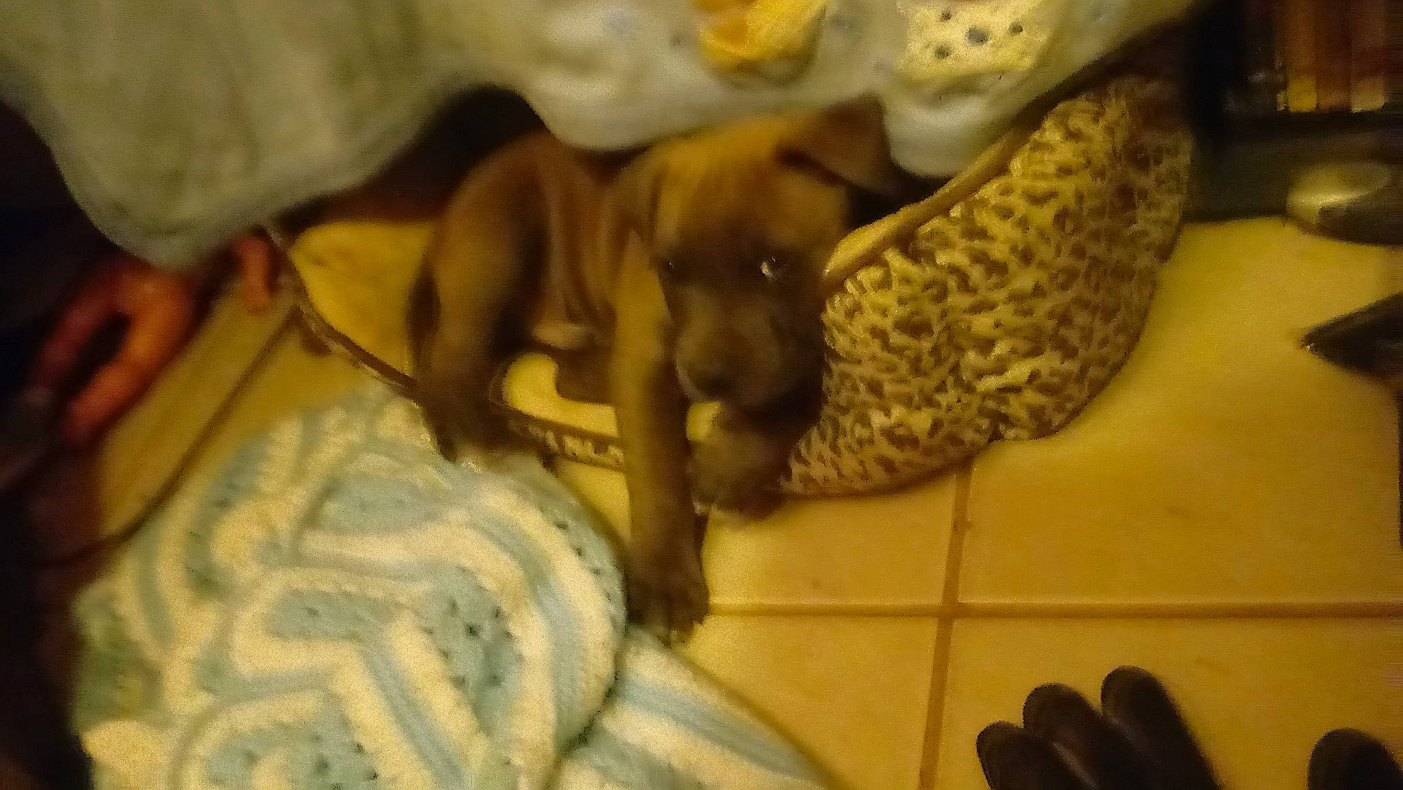 Smokey is registered to the contest to win money with this photo: canidae, carnivore, comfort, companion_dog, dog, dog_breed, fawn, flooring, fur, guard_dog, liver, non_sporting_group, room, sporting_group, toy_dog, working_animal