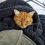animal, blanket, cat, comfort, cozy, domestic, ears, face, feline, fur, fur_texture, indoor, orange_cat, pet, resting, sleepy, soft, warm, whiskers, wrapped