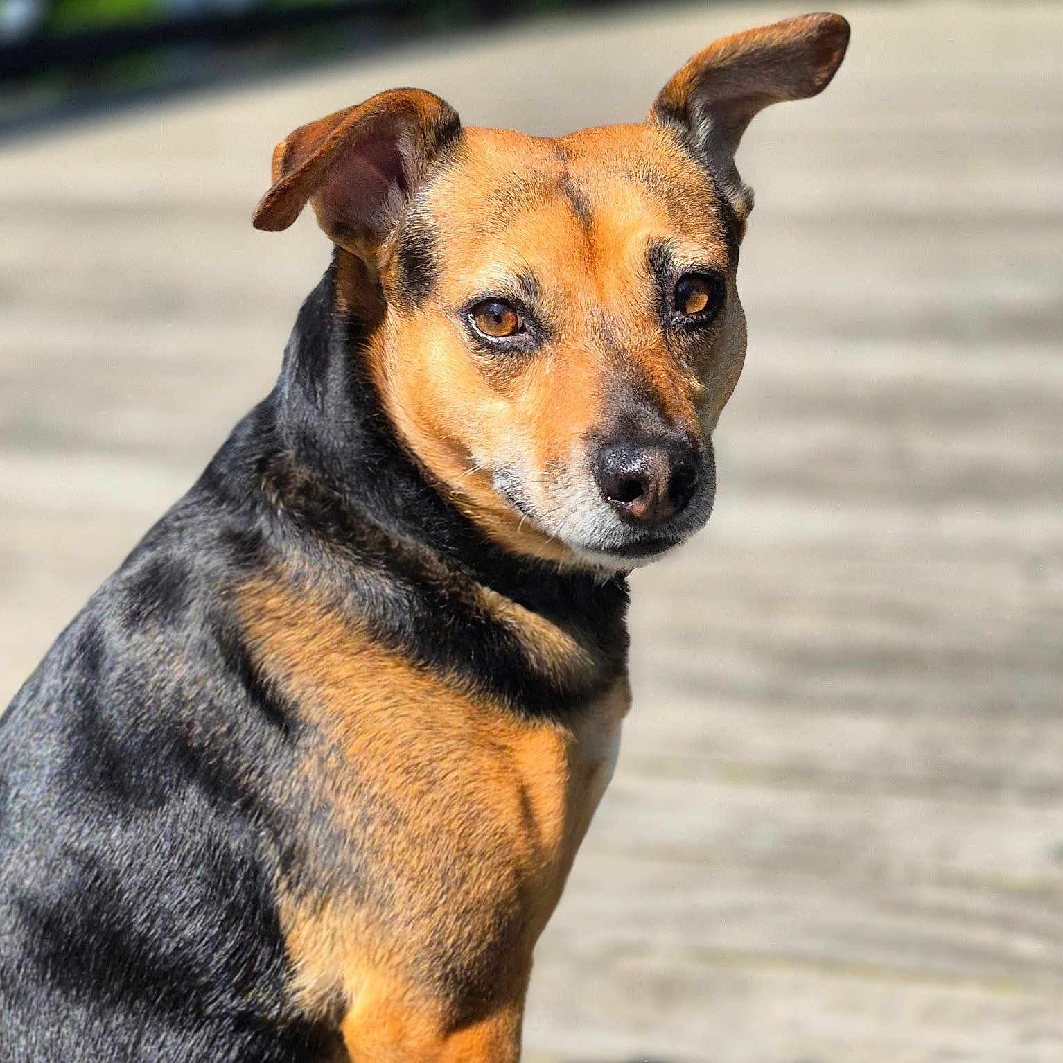 Gracie joined the competition — help win amazing prizes! alert, animal, black, brown, canine, close_up, daylight, dog, ears, expression, fur, looking, muzzle, nature, outdoor, pet, portrait, sitting, sunlight, wooden_surface