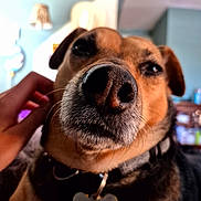 Gracie joined the competition — help win amazing prizes! dog, close_up, nose, whiskers, pet, collar, tag, hand, indoor, blurred_background, brown, black, fur, animal, canine, portrait, domestic, calm, content, face