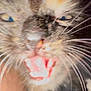 Seline is registered to the contest to win money with this photo: animal, blurred, cat, close_up, cute, expression, eyes, face, feline, fur, indoor, motion_blur, mouth_open, nose, pet, portrait, tabby, teeth, vibrant, whiskers