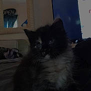 Seline joined the competition — help win amazing prizes! animal, black_and_white, blanket, cat, couch, cozy, curious, cute, domestic, fluffy, furniture, indoor, kitten, mirror, pet, room, soft, television, whiskers, young