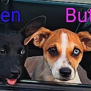 Button N Raven joined the competition — help win amazing prizes! dogs, puppies, canine, car, car_window, pet, animal_portrait, black_dog, brown_dog, blue_eyes, floppy_ears, upright_ears, white_stripe, tongue, looking_at_camera, outdoor, vehicle, window, text_overlay, raven_button