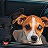 Button N Raven is registered to the contest to win money with this photo: dogs, puppies, canine, pet, animal, car, vehicle, window, portrait, close_up, black_dog, brown_dog, white_markings, blue_eyes, floppy_ears, upright_ears, tongue_out, seated, indoors, cute