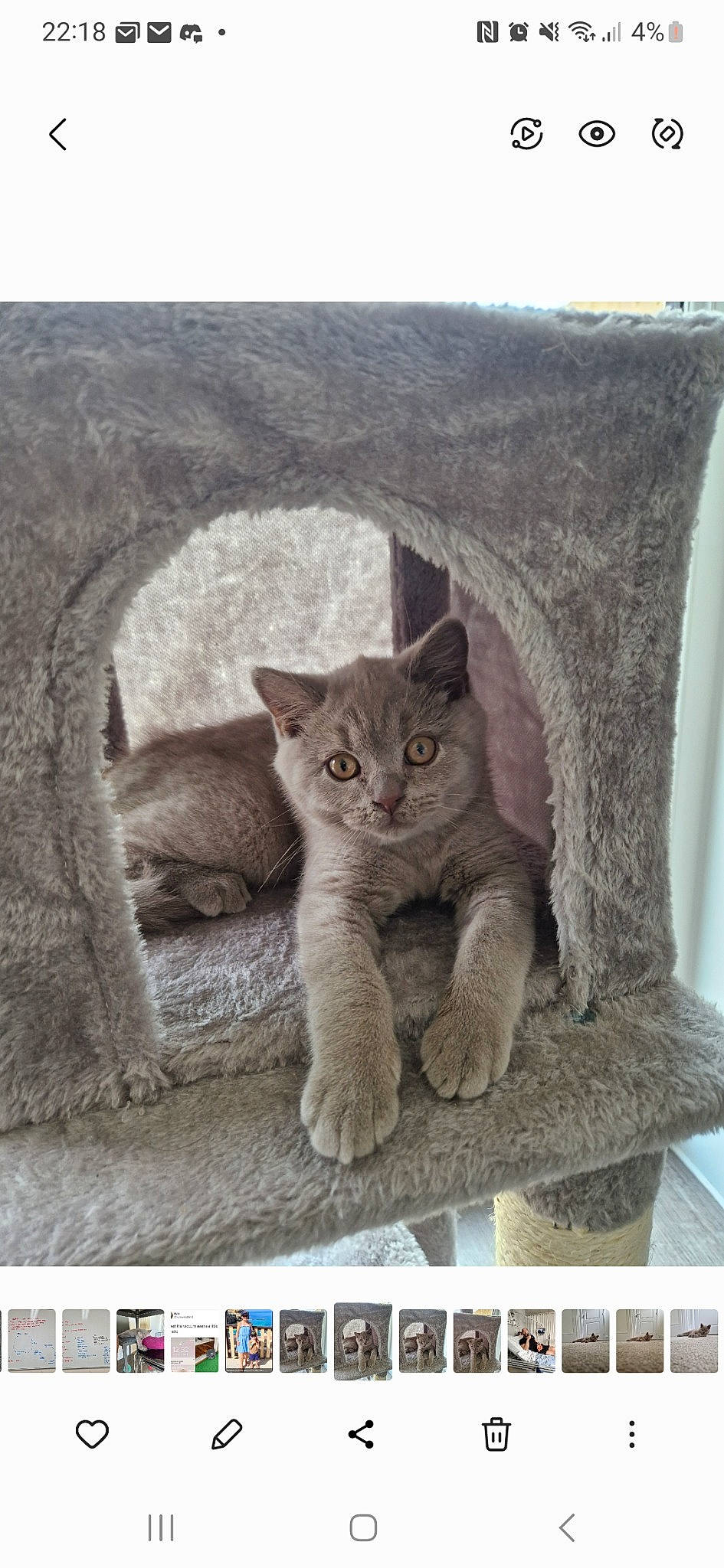 Loki is registered to the contest to win money with this photo: carnivore, cat, comfort, domestic_short_haired_cat, fawn, felidae, font, fur, grey, internet_meme, paw, photo_caption, photograph, sitting, small_to_medium_sized_cats, snout, tail, terrestrial_animal, whiskers, window