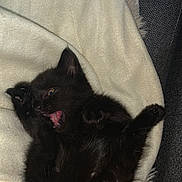 Volvo a rejoint le concours — aidez-le/la à gagner de superbes lots ! animal, armchair, bed, blackcat, blanket, bodypart, cat, chair, couch, cushion, furniture, homedecor, kitten, linen, manx, mouth, person, pet, quilt, sleeping