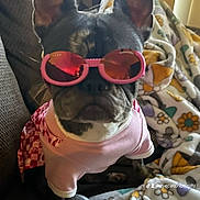 Peppa is registered to the contest to win money with this photo: accessory, animal, blanket, comfortable, couch, cozy, cute, dog, ears, fashion, french_bulldog, funny, home, indoor, pet, pink_outfit, portrait, relaxing, resting, sunglasses