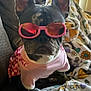 accessory, animal, blanket, comfortable, couch, cozy, cute, dog, ears, fashion, french_bulldog, funny, home, indoor, pet, pink_outfit, portrait, relaxing, resting, sunglasses