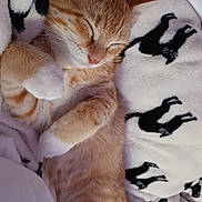 Monster is registered to the contest to win money with this photo: cat, kitten, orange_cat, white_cat, sleeping, sleepy, lying_down, paws, fur, whiskers, closed_eyes, cute, cozy, blanket, bedding, bed, indoors, portrait, relaxed, nap