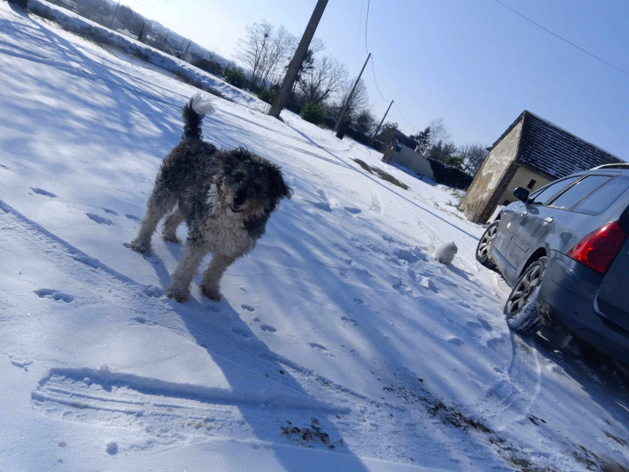 Lolita a rejoint le concours — aidez-le/la à gagner de superbes lots ! automotive_tire, car, carnivore, dog, dog_breed, fender, freezing, geological_phenomenon, plant, recreation, sky, sled_dog, slope, snow, sporting_group, tire, tree, vehicle, wheel, winter