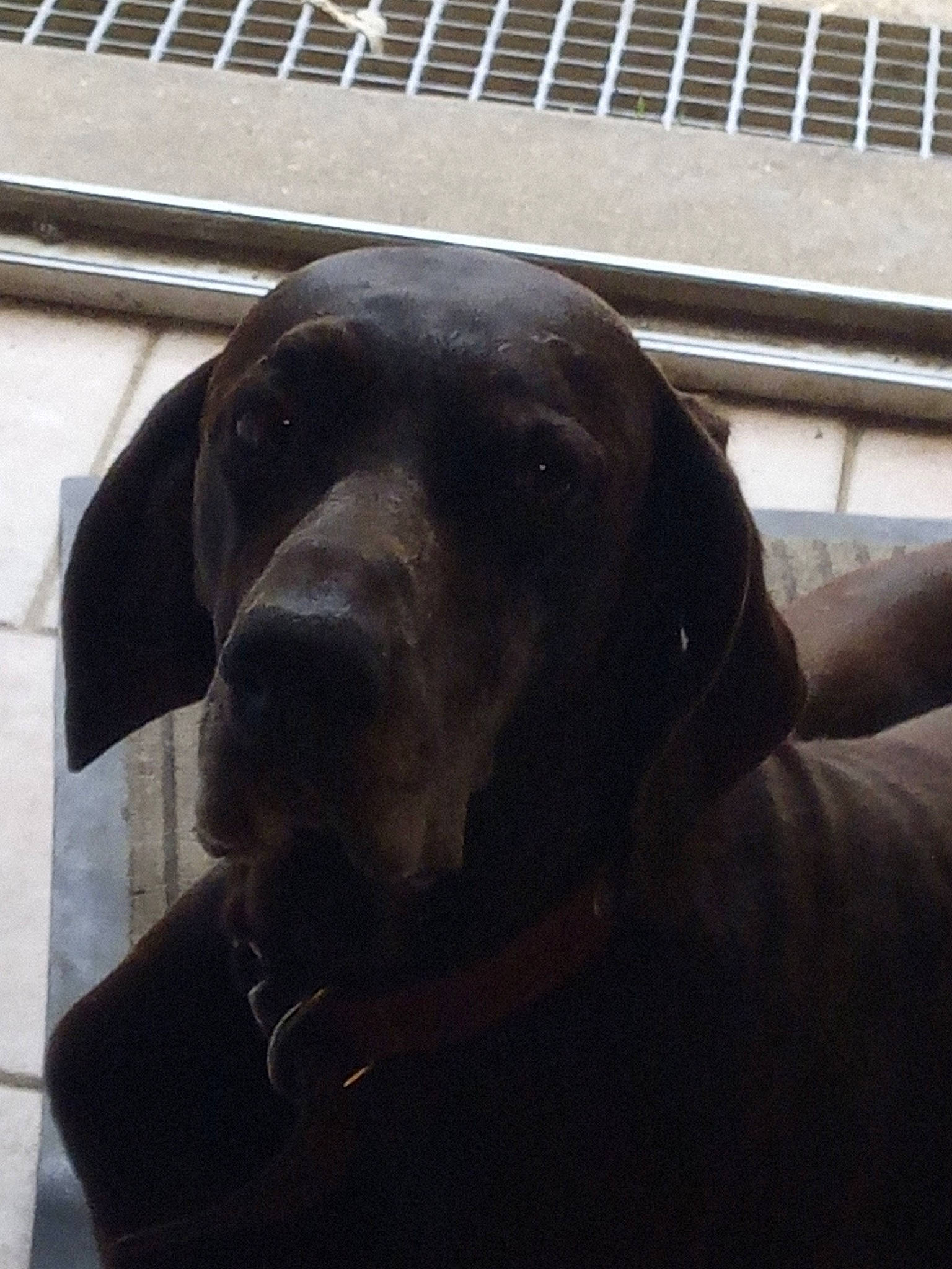 Gamine a rejoint le concours — aidez-le/la à gagner de superbes lots ! borador, canidae, carnivore, comfort, companion_dog, dog, dog_breed, dog_collar, fur, guard_dog, gun_dog, head, liver, metal, snout, sporting_group, vertebrate, whiskers, working_animal, working_dog