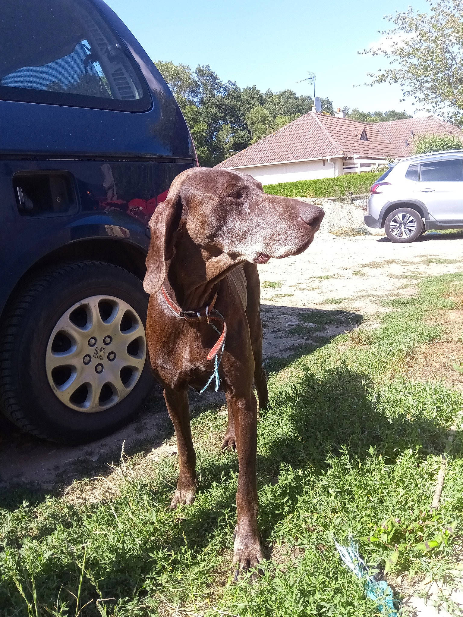 Gamine participe au concours pour gagner de l'argent avec cette photo : automotive_exterior, automotive_tire, car, carnivore, collar, dog, dog_breed, fawn, fender, hood, land_vehicle, liver, plant, sky, tire, tree, vehicle, vehicle_door, wheel, working_animal