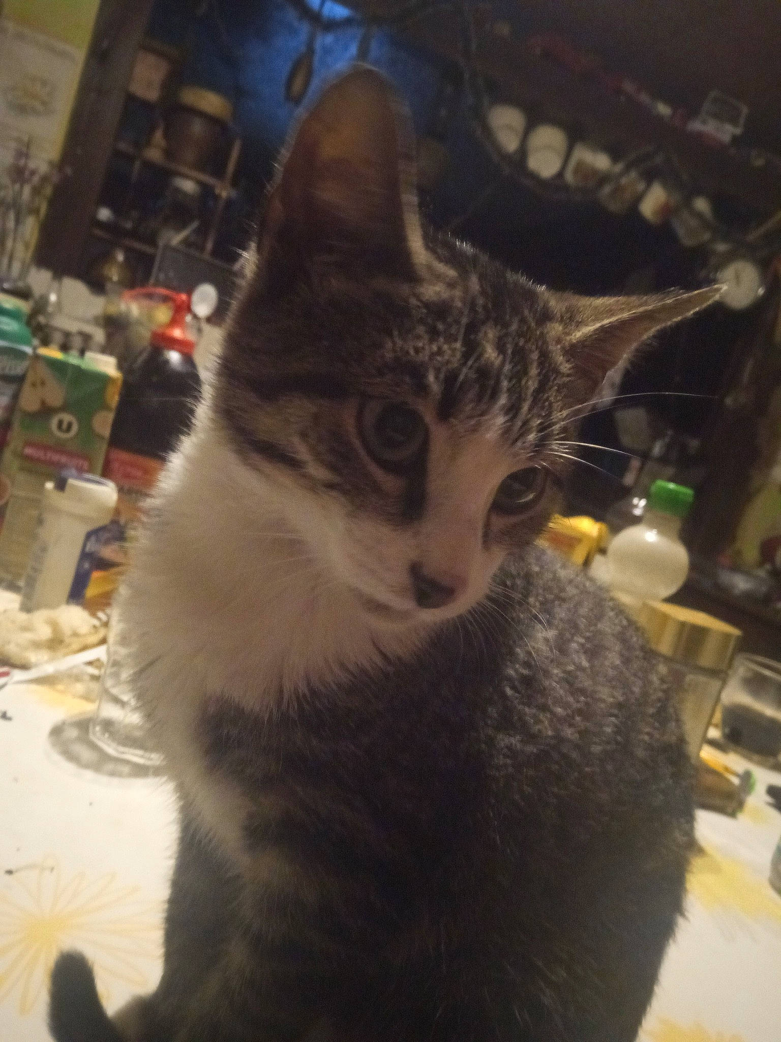 Praline participe au concours pour gagner de l'argent avec cette photo : carnivore, cat, domestic_short_haired_cat, felidae, fur, metal, paw, small_to_medium_sized_cats, snout, tail, tree, whiskers, window