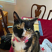 Tuli joined the competition — help win amazing prizes! book, calico_cat, cat, chair, collar, domestic_cat, fur, furniture, household, indoor, licking, natural_light, pet, pink_collar, plastic_bag, playful, table, tablecloth, whiskers, window