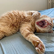 Chiffon participe au concours pour gagner de l'argent avec cette photo : animal, bed, bedroom, blanket, bodypart, cat, couch, face, furniture, head, indoors, kitten, lion, manx, mouth, person, pet, room, sleeping, teeth