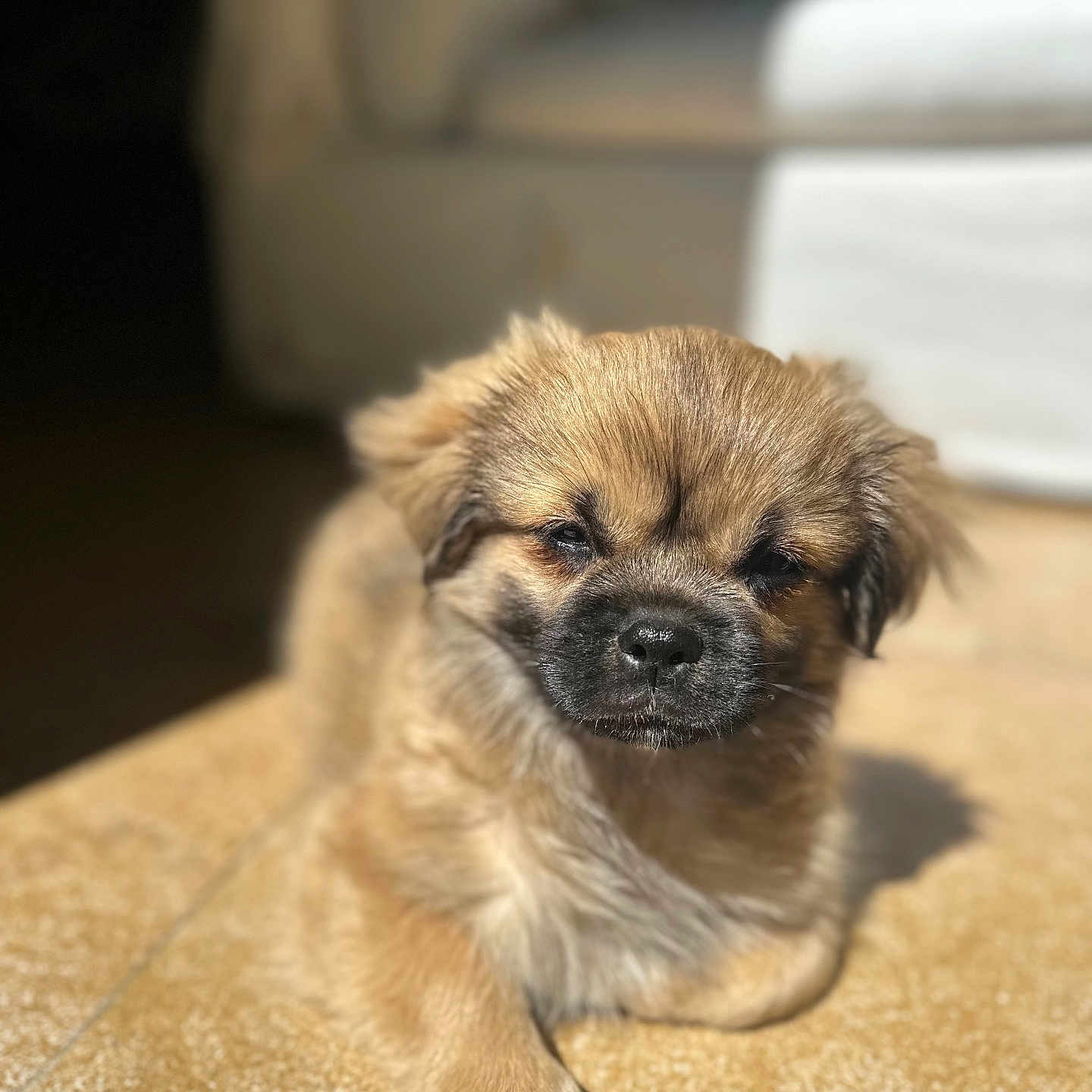 Biscuit