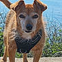 Coeur-Vie participe au concours pour gagner de l'argent avec cette photo : animal, brown_fur, canine, closeup, daylight, dog, ears, fur, harness, nature, outdoor, path, pet, portrait, sea, shrubs, snout, standing, sunlight, water