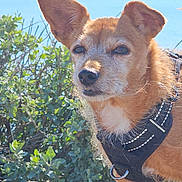Coeur-Vie participe au concours pour gagner de l'argent avec cette photo : animal, brown_fur, close_up, daylight, dog, ears, face, fur, greenery, harness, leafy_plants, nature, outdoor, pet, rock, small_dog, snout, sunlight, water, whiskers