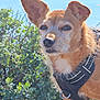 animal, brown_fur, close_up, daylight, dog, ears, face, fur, greenery, harness, leafy_plants, nature, outdoor, pet, rock, small_dog, snout, sunlight, water, whiskers