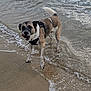 Oscar a rejoint le concours — aidez-le/la à gagner de superbes lots ! animal, beach, canine, daytime, dog, fur, harness, leash, nature, outdoor, pet, pine_cone, playful, sand, sea, shore, shoreline, water, waves, wet
