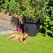 Oscar Et Coeur-Vie participe au concours pour gagner de l'argent avec cette photo : animal, brown_dog, canine, curious, daylight, dog, garden, grass, greenery, lawn, leaves, nature, outdoor, pet, plant_pot, relaxing, resting, shrub, small_dog, sunlight