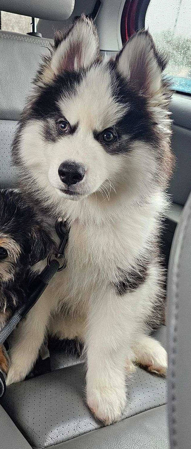 Bandit is registered to the contest to win money with this photo: ancient_dog_breeds, canidae, carnivore, companion_dog, dog, dog_breed, fur, monochrome, monochrome_photography, non_sporting_group, sled_dog, snout, sporting_group, terrestrial_animal, whiskers, working_animal, working_dog