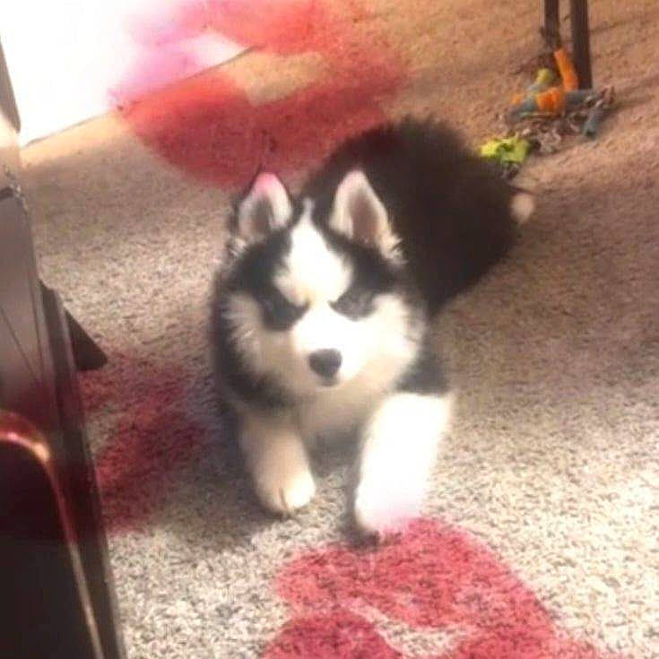 Bandit is registered to the contest to win money with this photo: canidae, carnivore, companion_dog, dog, dog_breed, flooring, fur, grass, non_sporting_group, siberian_husky, sled_dog, sporting_group, square, tail, terrestrial_animal, toy_dog, working_dog