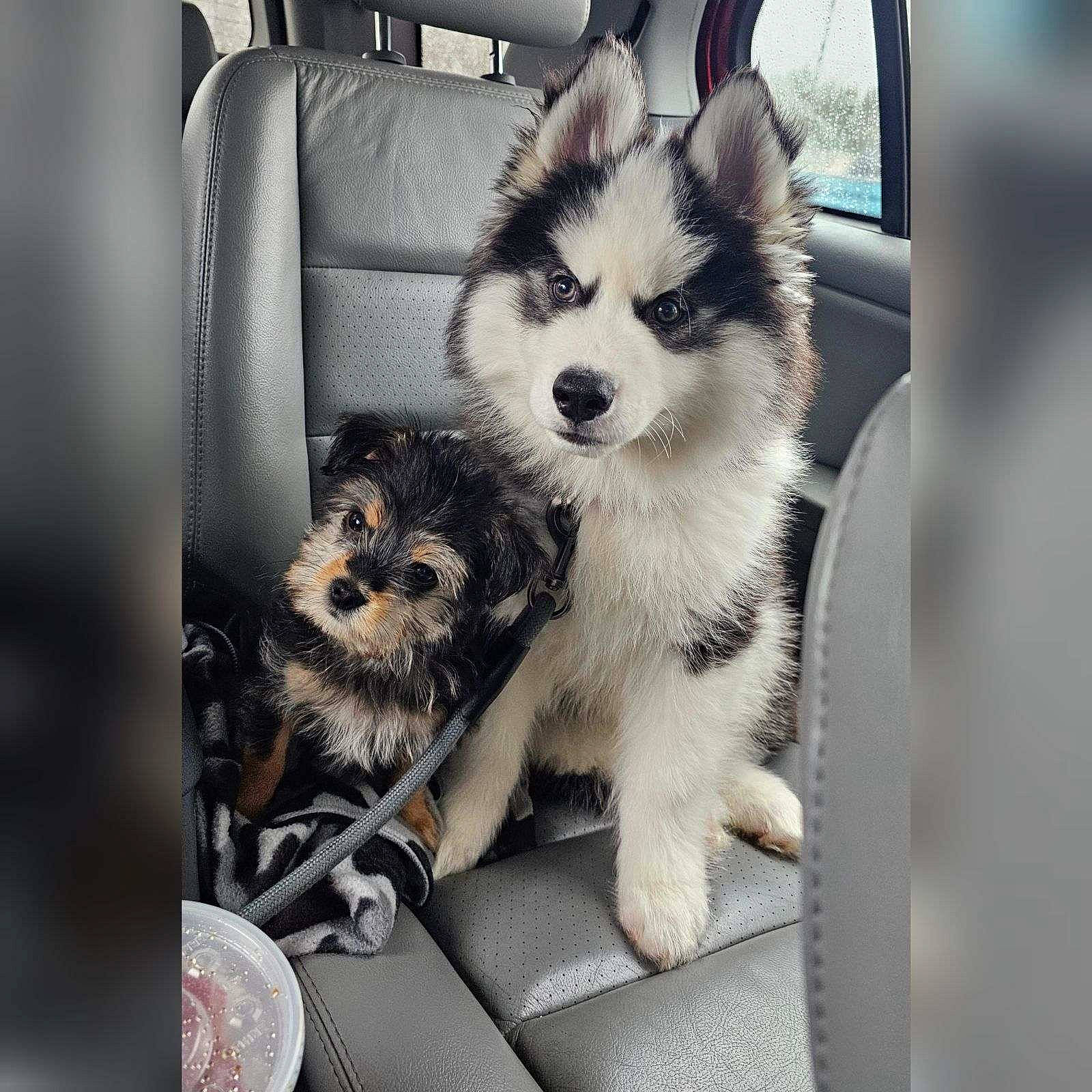 Bandit is registered to the contest to win money with this photo: canidae, carnivore, companion_dog, corgi_chihuahua, dog, dog_breed, dog_supply, fashion_accessory, fur, non_sporting_group, puppy, sitting, snout, sporting_group, toy_dog, working_animal, working_dog