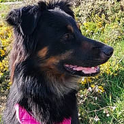 Lucky participe au concours pour gagner de l'argent avec cette photo : animal, black_dog, canine, closeup, companion, dog, fur, grass, greenery, mammal, nature, outdoor, peaceful, pet, pink_harness, profile, summer, sunlight, tan_markings, wildflowers