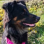 animal, black_dog, canine, closeup, companion, dog, fur, grass, greenery, mammal, nature, outdoor, peaceful, pet, pink_harness, profile, summer, sunlight, tan_markings, wildflowers