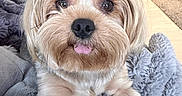 Minnie Grace joined the competition — help win amazing prizes! dog, pet, cute, fluffy, pink_bow, tongue_out, blanket, indoor, cozy, fur, animal, small_dog, living_room, soft_texture, home, relaxed, close_up, adorable, companion, friendly