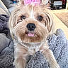 dog, pet, cute, fluffy, pink_bow, tongue_out, blanket, indoor, cozy, fur, animal, small_dog, living_room, soft_texture, home, relaxed, close_up, adorable, companion, friendly