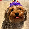 Minnie Grace joined the competition — help win amazing prizes! dog, party_hat, tongue_out, small_dog, fluffy_fur, brown_fur, black_nose, indoor, wooden_floor, cute, pet, celebration, colorful, purple_feathers, close_up, animal, adorable, playful, portrait, companion