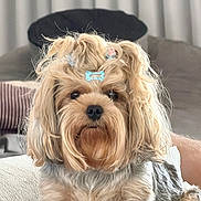 Minnie Grace is registered to the contest to win money with this photo: dog, pet, cute, fluffy, hair_clips, indoor, sofa, portrait, small_dog, yorkshire_terrier, furry, animal, companion, domestic_animal, adorable, close_up, living_room, cozy, well_groomed, cute_face