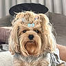 dog, pet, cute, fluffy, hair_clips, indoor, sofa, portrait, small_dog, yorkshire_terrier, furry, animal, companion, domestic_animal, adorable, close_up, living_room, cozy, well_groomed, cute_face