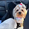 Minnie Grace joined the competition — help win amazing prizes! dog, small_dog, pet, car_interior, seat, hat, fur, cute, animal, companion, alert, collar, transportation, backseat, domestic_animal, friend, fluffy, adorable, indoor, two_dogs
