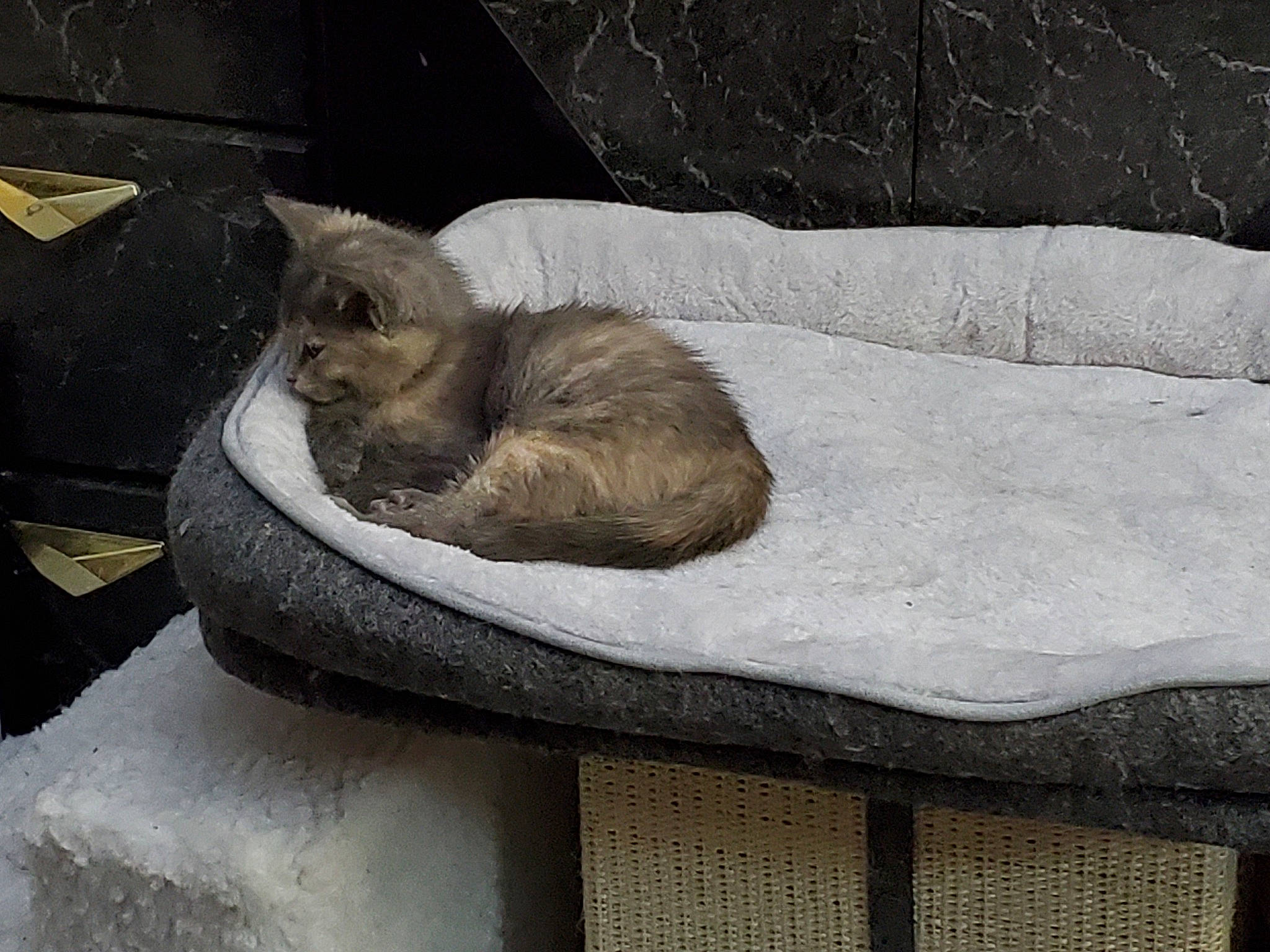 Mako is registered to the contest to win money with this photo: bench, carnivore, cat, cat_bed, claw, comfort, domestic_short_haired_cat, fawn, felidae, fur, grey, nap, paw, small_to_medium_sized_cats, snout, table, tail, whiskers, window, wood