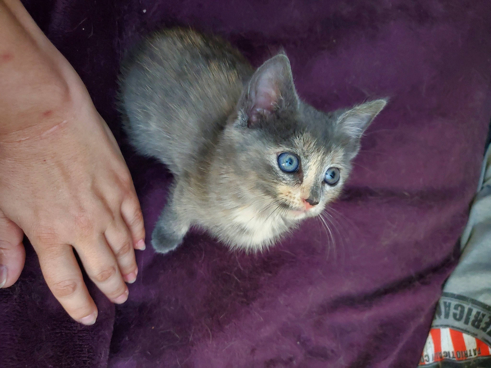 Mako is registered to the contest to win money with this photo: carnivore, cat, cat_supply, claw, domestic_short_haired_cat, ear, eye, felidae, fur, gesture, iris, nail, paw, photo_caption, small_to_medium_sized_cats, snout, tail, thumb, whiskers, wrist