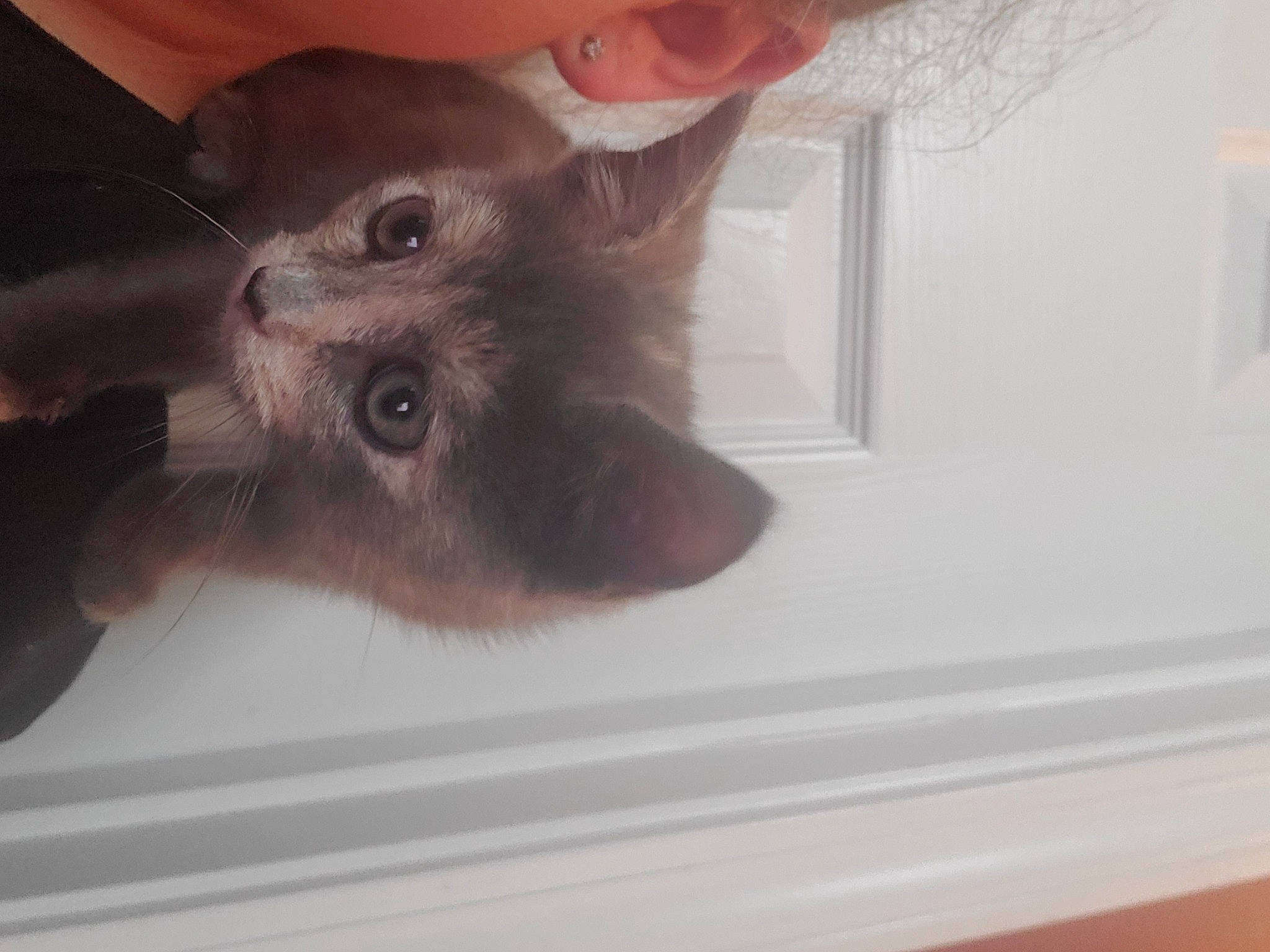 Mako is registered to the contest to win money with this photo: balinese, carnivore, cat, claw, domestic_short_haired_cat, ear, fawn, felidae, fur, gesture, paw, small_to_medium_sized_cats, snout, tail, thai, tonkinese, whiskers, window