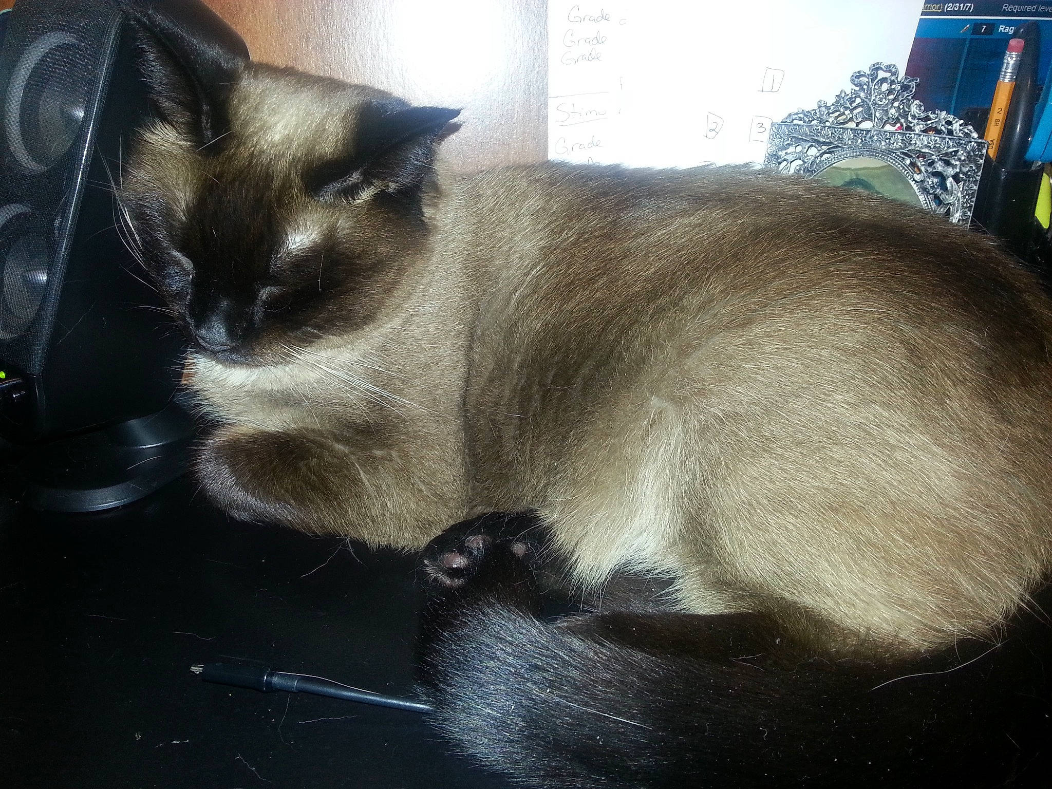 Isis is registered to the contest to win money with this photo: carnivore, cat, claw, comfort, domestic_short_haired_cat, eye, fawn, felidae, fur, nap, paw, siamese, small_to_medium_sized_cats, snout, tail, terrestrial_animal, thai, whiskers