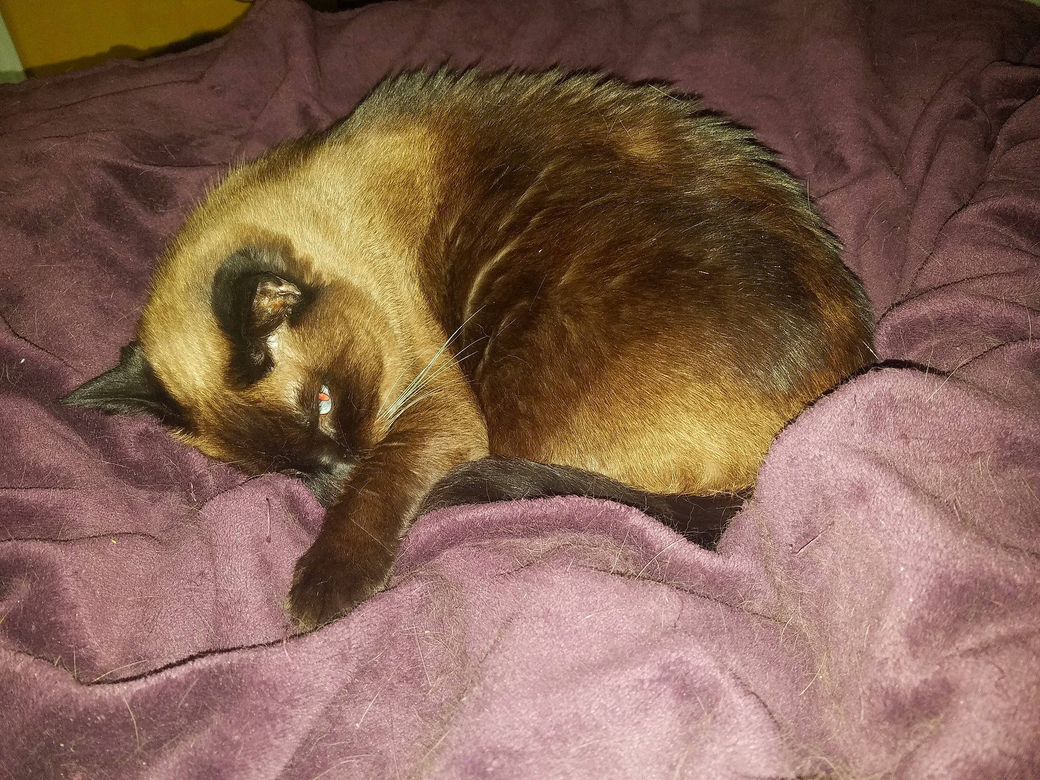 Isis joined the competition — help win amazing prizes! art, canidae, carnivore, cat, claw, comfort, dog_breed, drawing, fawn, felidae, fur, liver, mustelidae, otter, painting, small_to_medium_sized_cats, snout, tail, terrestrial_animal, whiskers