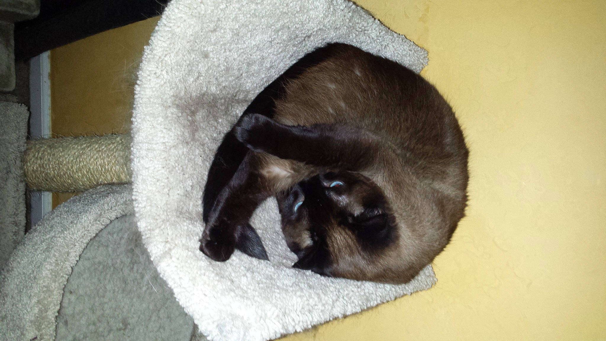 Isis is registered to the contest to win money with this photo: black_cat, canidae, carnivore, cat, claw, comfort, dog_breed, domestic_short_haired_cat, fawn, felidae, fur, grey, linens, nap, small_to_medium_sized_cats, snout, sporting_group, tail, terrestrial_animal, whiskers