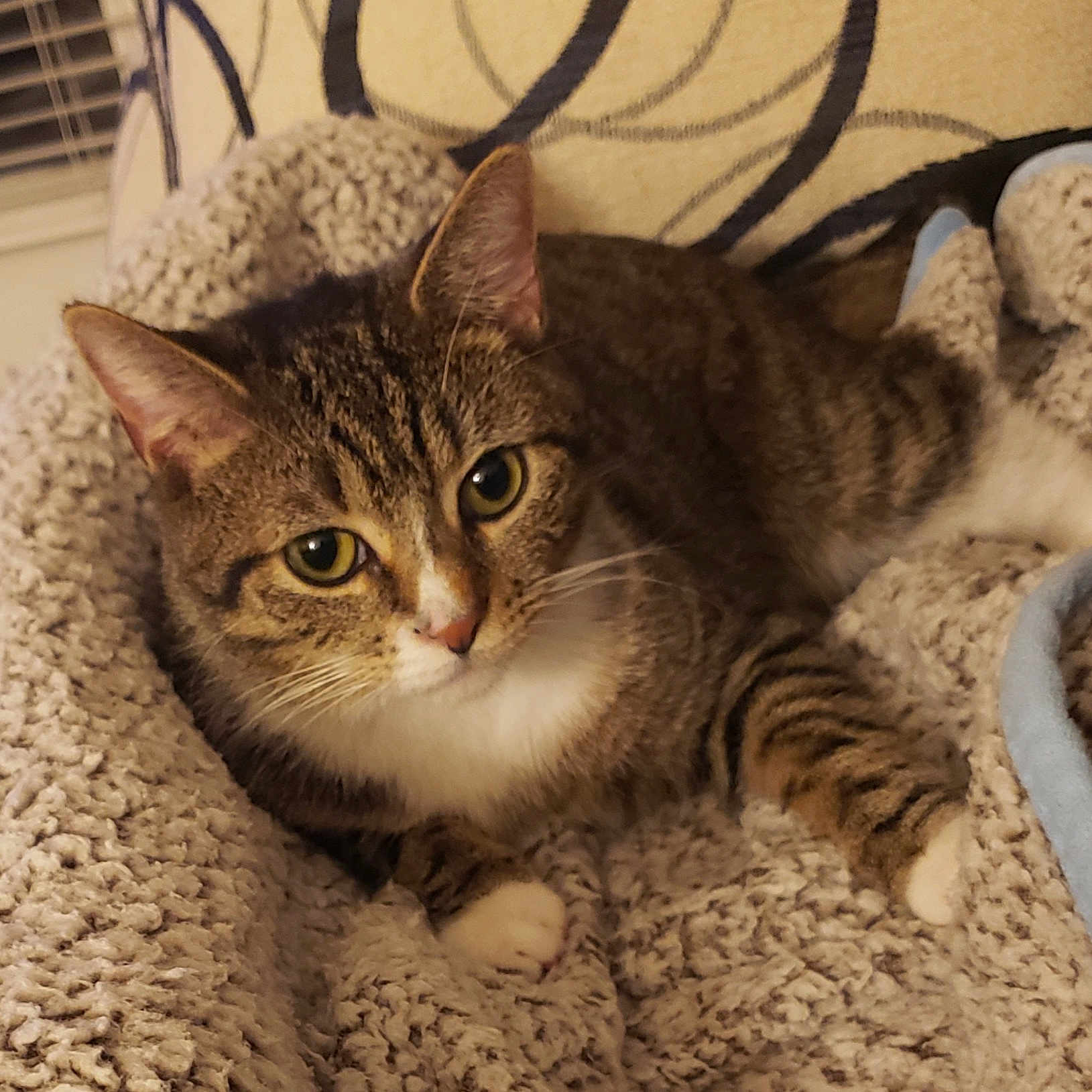 Sassy is registered to the contest to win money with this photo: animal, blanket, cat, closeup, comfort, cozy, curious, ears, feline, fur, home, indoor, paws, pet, resting, soft_lighting, tabby_cat, texture, warm, whiskers