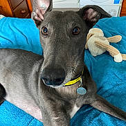 Kid is registered to the contest to win money with this photo: dog, greyhound, pet, indoor, bed, blue_blanket, toy, knitted_toy, collar, animal, canine, furniture, relaxed, ears, nose, fur, brown_furniture, wooden_drawer, home, closeup