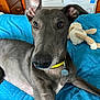dog, greyhound, pet, indoor, bed, blue_blanket, toy, knitted_toy, collar, animal, canine, furniture, relaxed, ears, nose, fur, brown_furniture, wooden_drawer, home, closeup