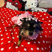 Danila joined the competition — help win amazing prizes! dog, small_dog, pink_dress, crowns, bed, red_bedspread, polka_dots, hello_kitty, stuffed_toy, plush, cute, pet, indoor, fur, animal, decor, toy, accessory, costume, black_dog