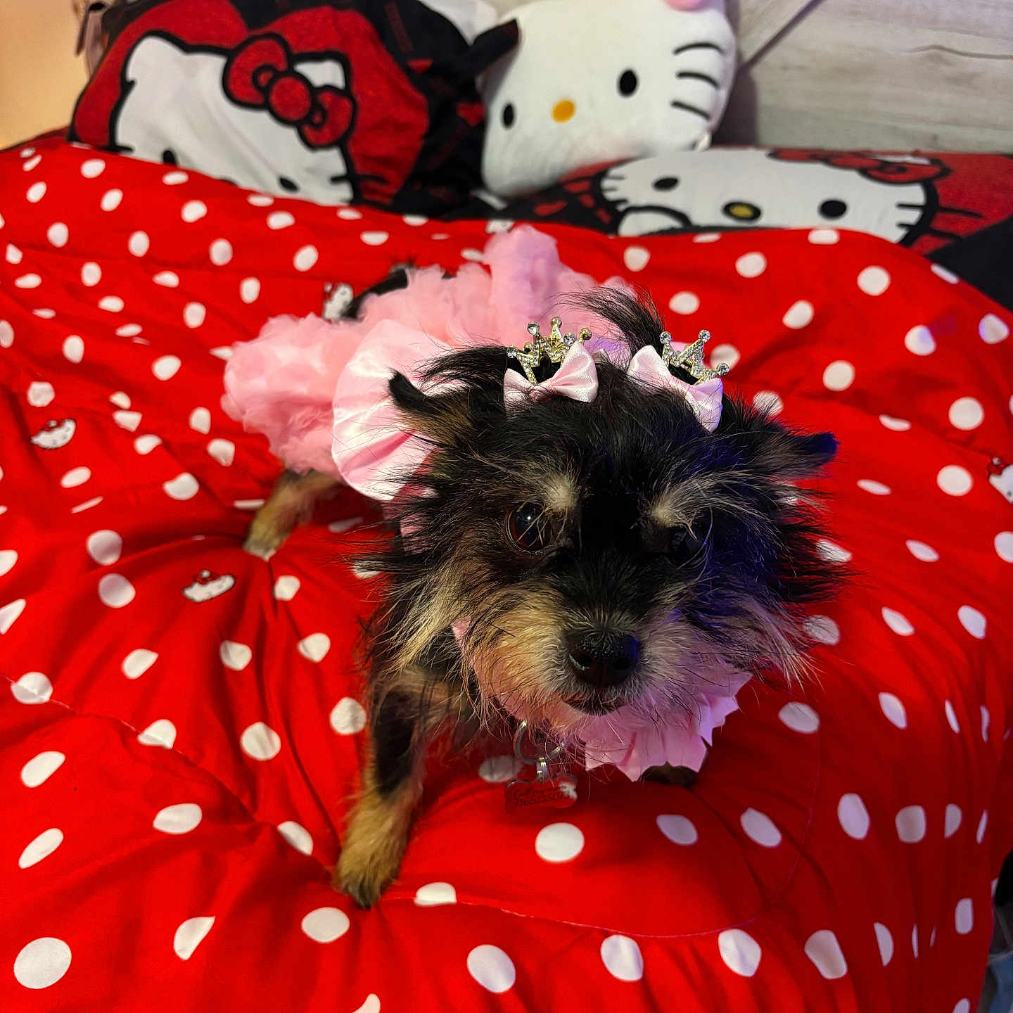 Danila joined the competition — help win amazing prizes! dog, small_dog, pink_dress, crowns, bed, red_bedspread, polka_dots, hello_kitty, stuffed_toy, plush, cute, pet, indoor, fur, animal, decor, toy, accessory, costume, black_dog