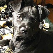 Boomer joined the competition — help win amazing prizes! animal, black_fur, blanket, brown_eyes, close_up, comfort, cozy, cute, dog, ears, fur, home, indoor, looking_at_camera, pet, portrait, puppy, resting, snout, young_dog