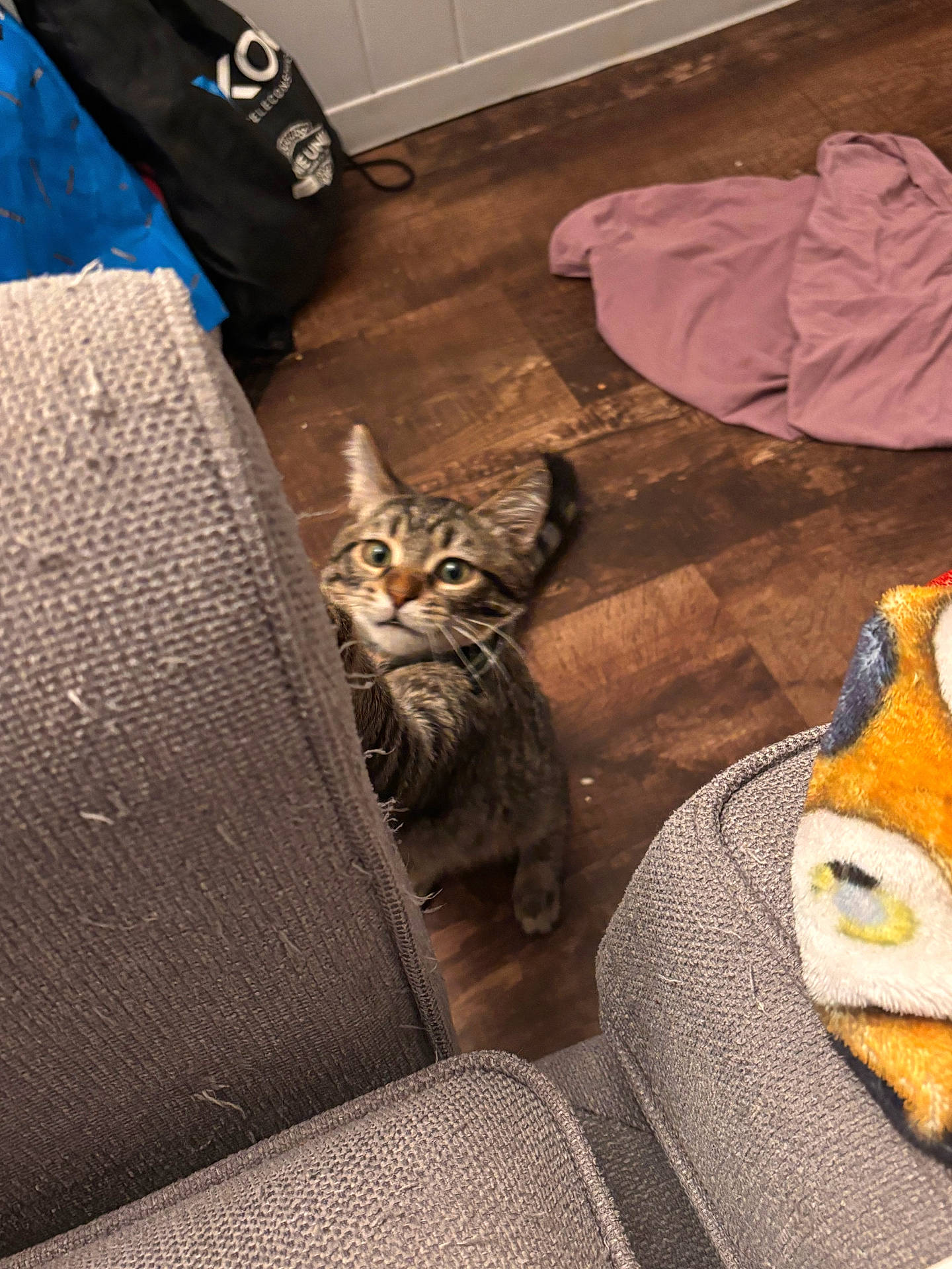 Kyle is registered to the contest to win money with this photo: animal, blanket, cat, closeup, clutter, couch, cozy, curious, floor, furniture, home, indoor, kitten, pet, playful, scratching, tabby, texture, wood_floor, young_cat