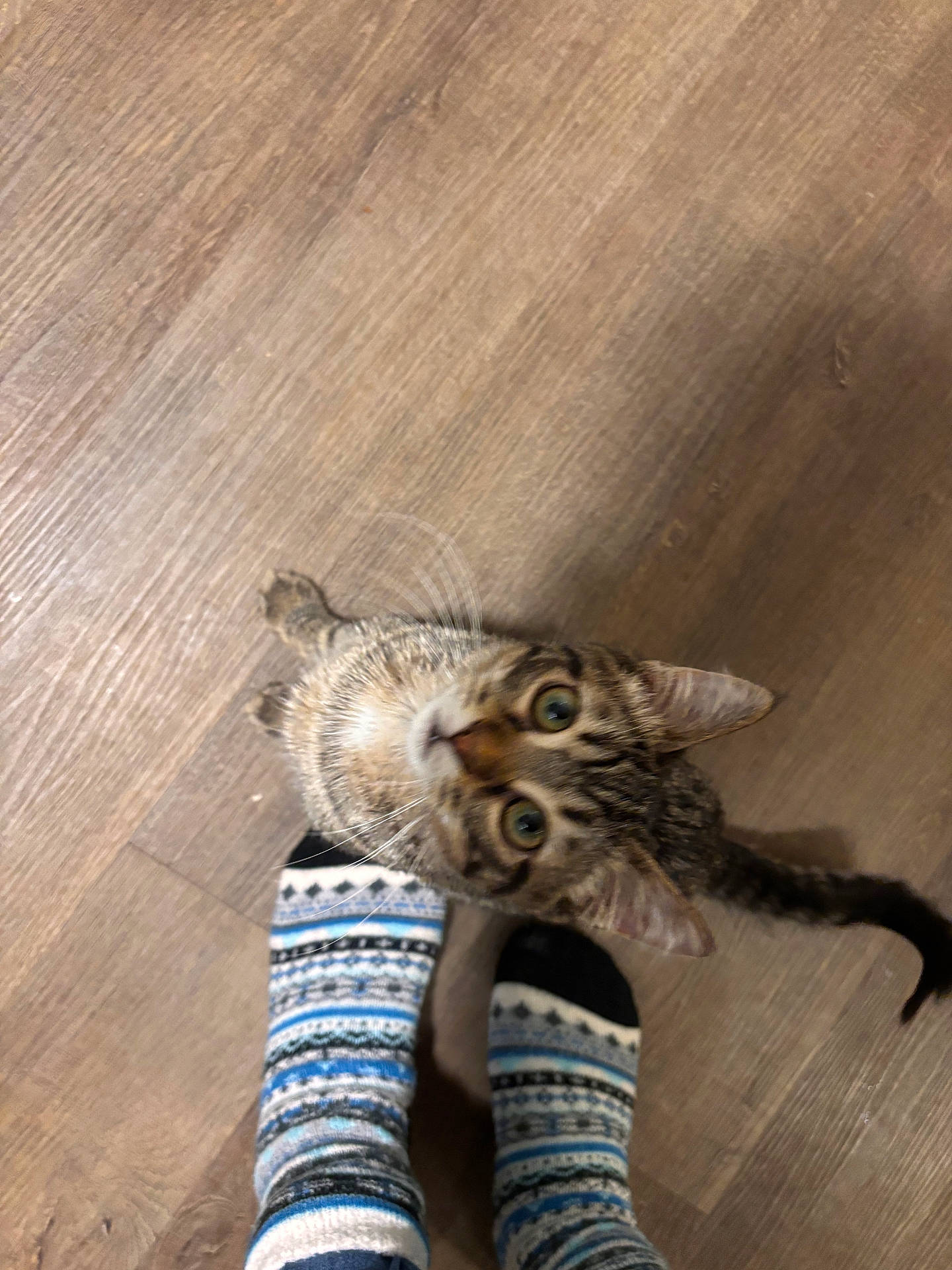 Kyle is registered to the contest to win money with this photo: animal, cat, closeup, cozy, curious, cute, domestic, feet, feline, floor, indoor, looking_up, patterned_socks, pet, socks, standing, tabby, tail, whiskers, wooden_floor